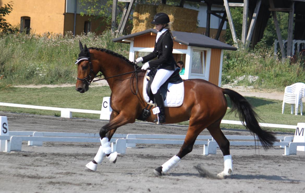 Dansk Varmblod Storbjergs Cassiopeia RDS - Cassio & mig til stævne i juli 2014. 2. plads i LC2 :) billede 16