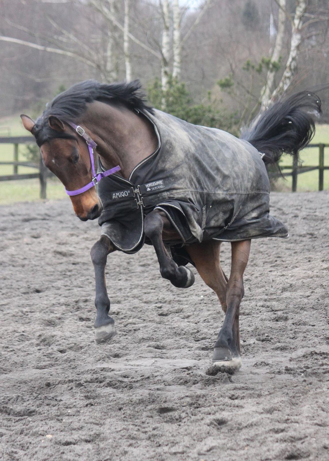 Dansk Varmblod Storbjergs Cassiopeia RDS - Min lille vildhest <3 billede 8