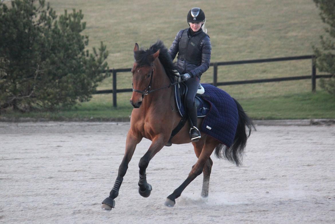 Dansk Varmblod Storbjergs Cassiopeia RDS - Louise & Cassio opvarmer til springtræning. D. 18/3-15. billede 20
