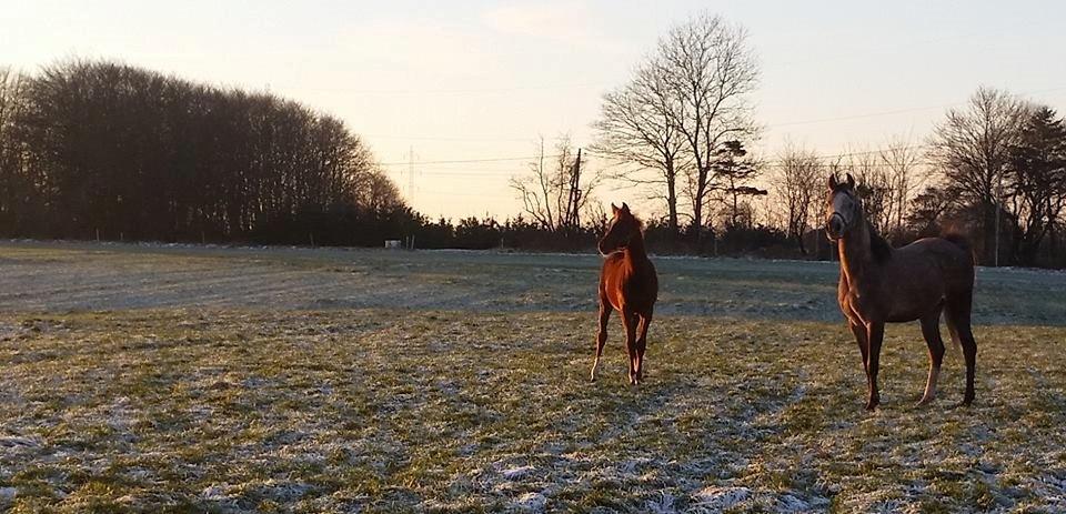 Arabisk fuldblod (OX) Royal's Sadeeq - Sadeeq sammen med sin bedste ven La Voce billede 2
