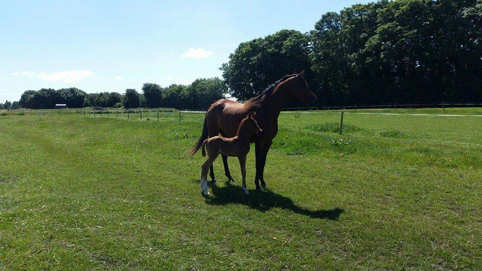 Arabisk fuldblod (OX) Royal's Sadeeq - Et billede fra i sommers sammen med hans mor. billede 4