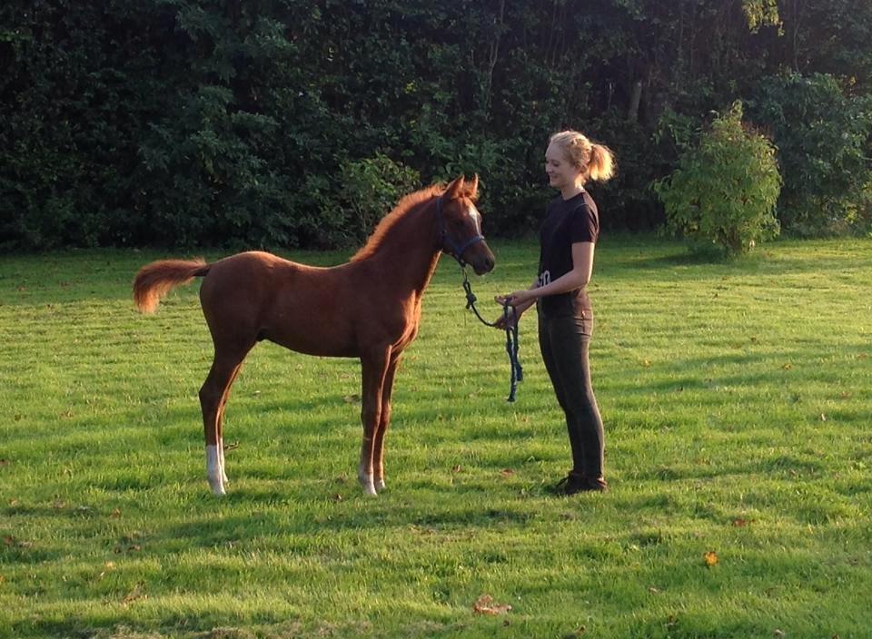 Arabisk fuldblod (OX) Royal's Sadeeq - Velkommen  til Royal's Sadeeq's profil! billede 1