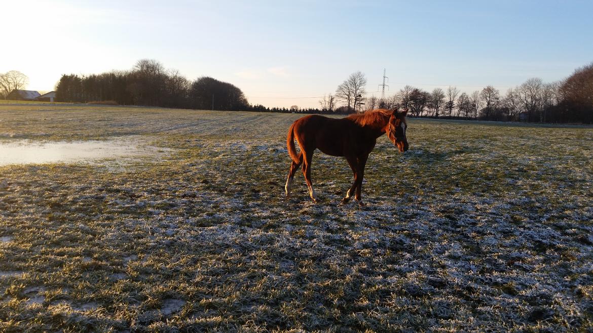 Arabisk fuldblod (OX) Royal's Sadeeq billede 5