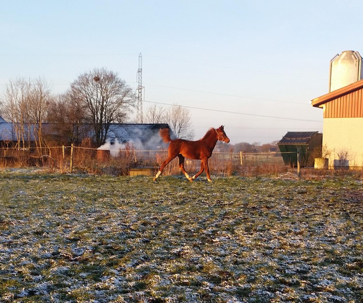 Arabisk fuldblod (OX) Royal's Sadeeq billede 6