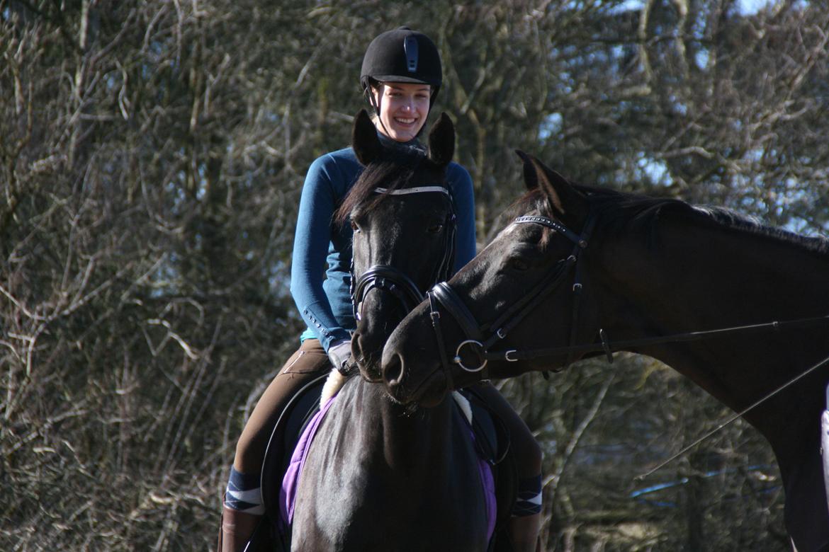 Dansk Varmblod Langagers Dooliwia billede 25