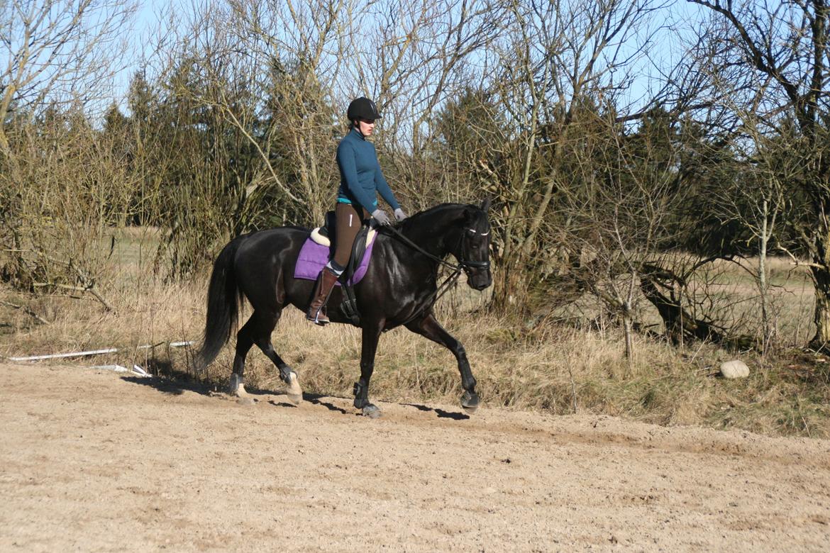 Dansk Varmblod Langagers Dooliwia billede 32