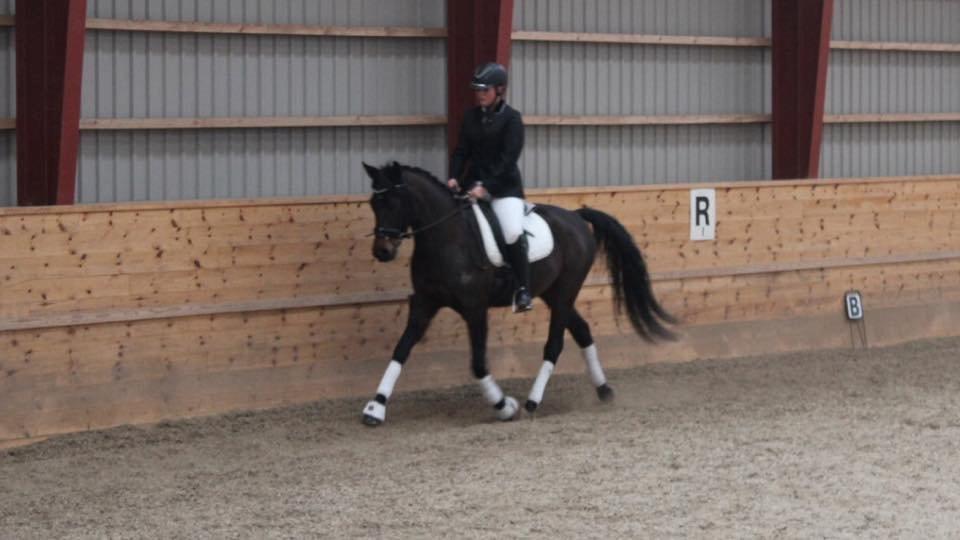 Anden særlig race Gipsy Girl billede 15