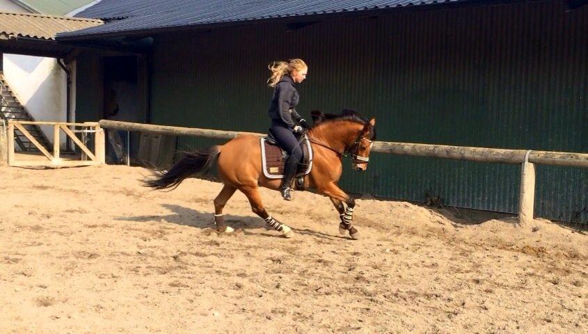 New Forest Saxos Sir kick a' lot billede 20