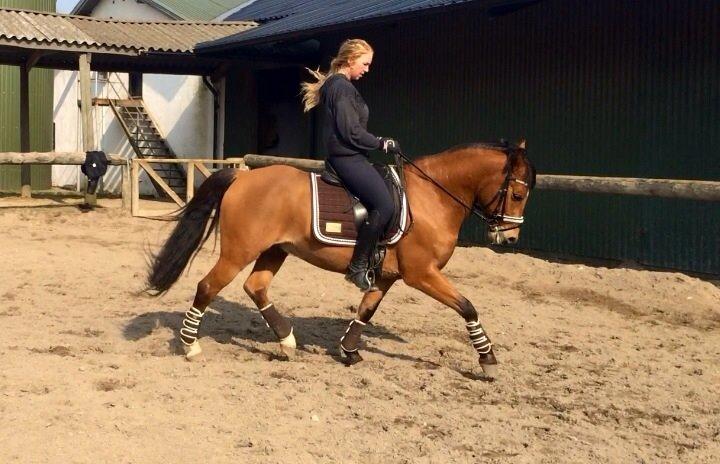 New Forest Saxos Sir kick a' lot billede 21