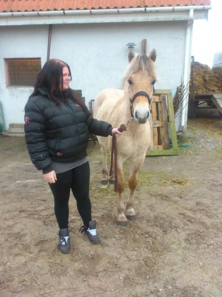 Fjordhest birkely´s bastian billede 5