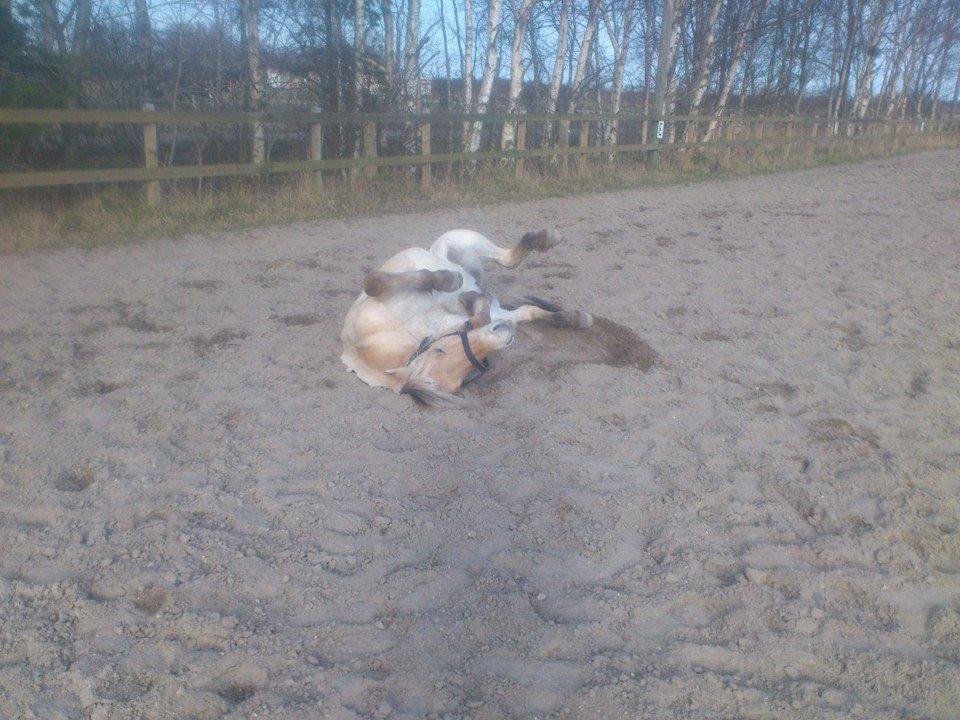 Fjordhest birkely´s bastian billede 2