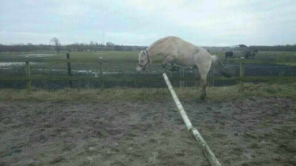 Fjordhest birkely´s bastian billede 9