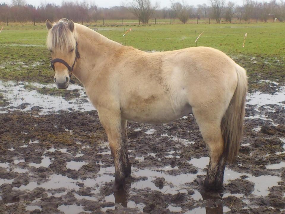 Fjordhest birkely´s bastian billede 10