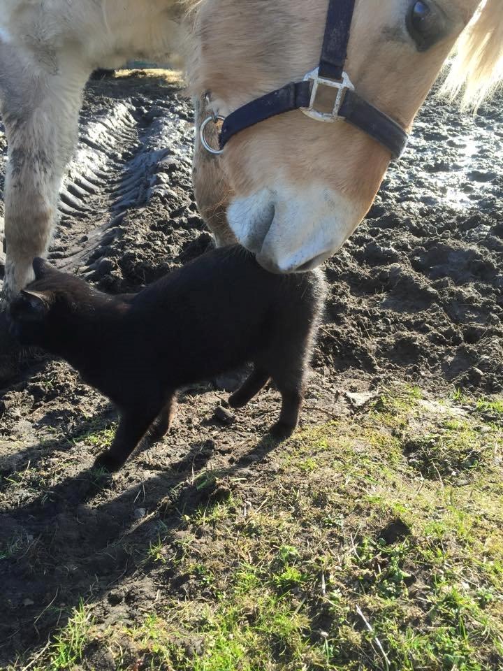 Fjordhest birkely´s bastian billede 18