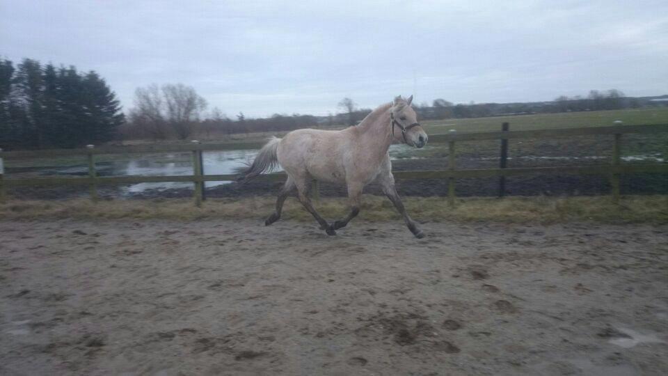 Fjordhest birkely´s bastian billede 4