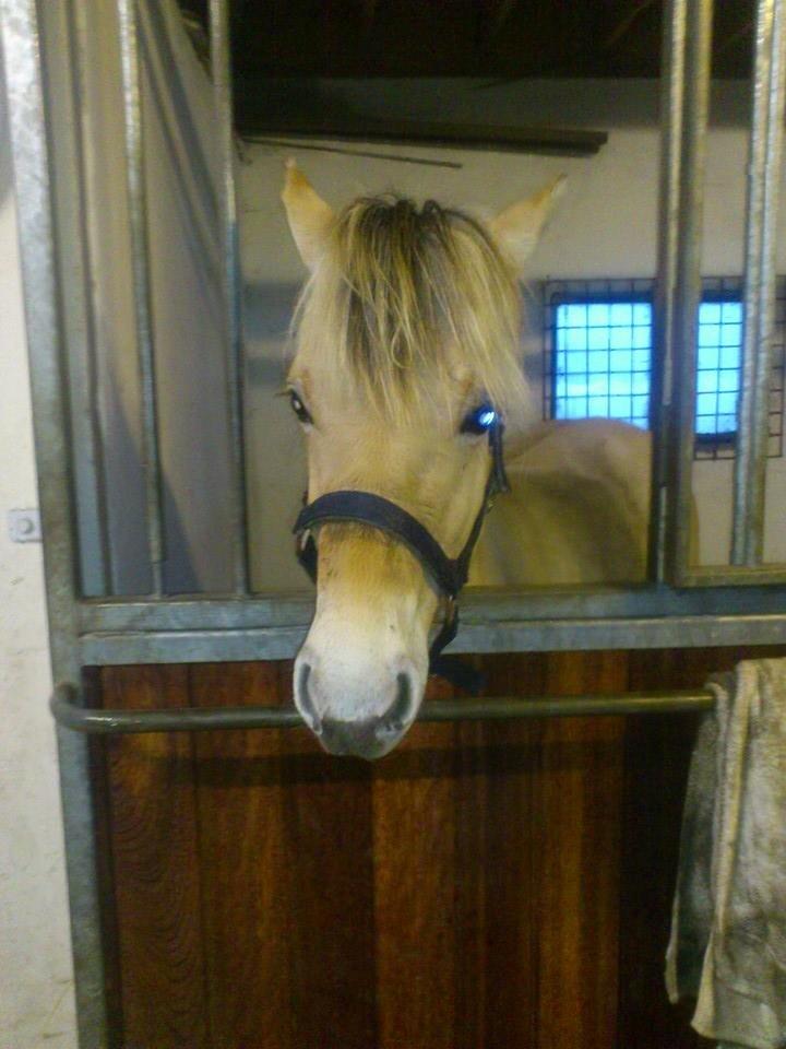 Fjordhest birkely´s bastian billede 7