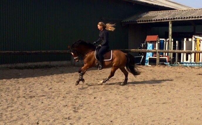 New Forest Saxos Sir kick a' lot billede 22