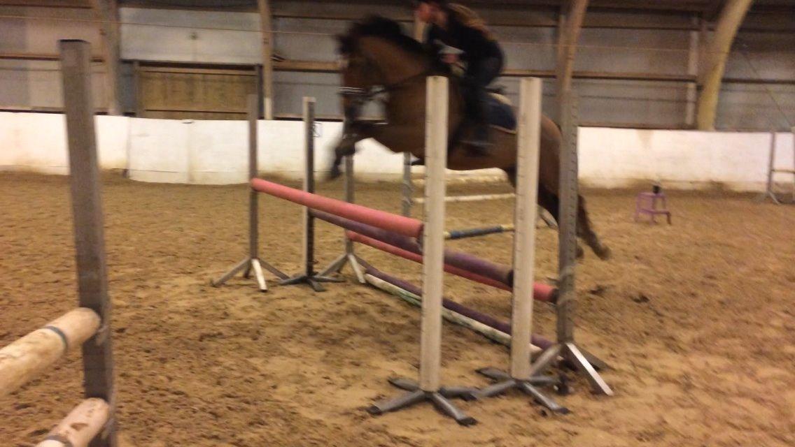 New Forest Saxos Sir kick a' lot billede 25