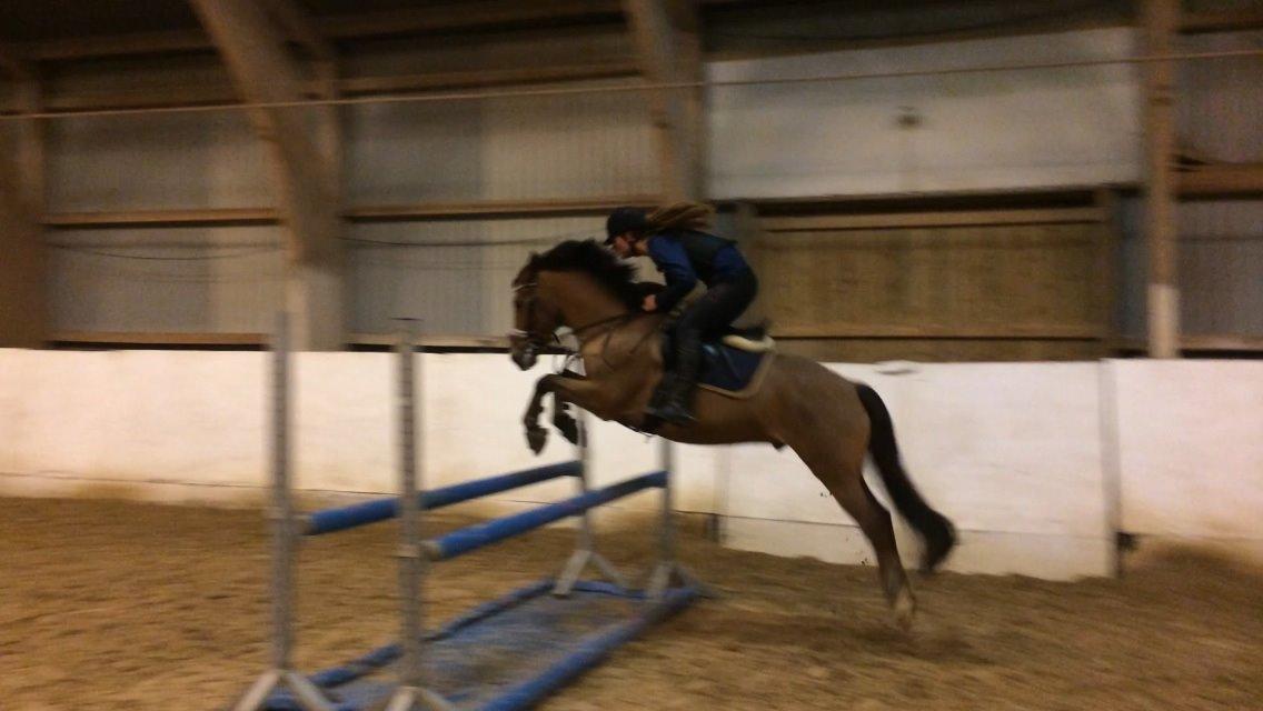 New Forest Saxos Sir kick a' lot billede 24