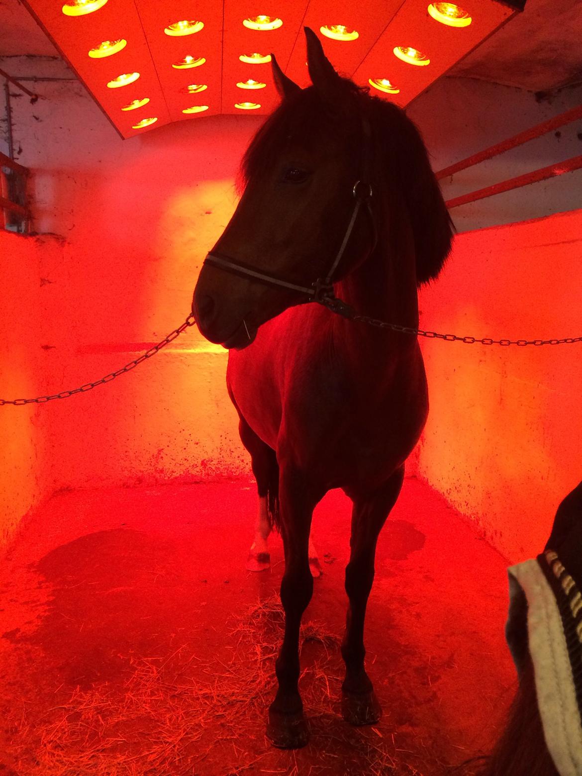 New Forest Saxos Sir kick a' lot billede 29