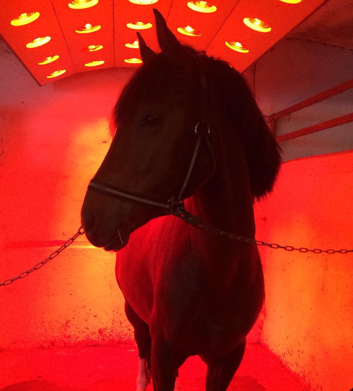 New Forest Saxos Sir kick a' lot billede 28