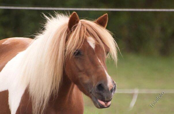 Shetlænder Fanny - Billede fra tidliger ejer billede 1