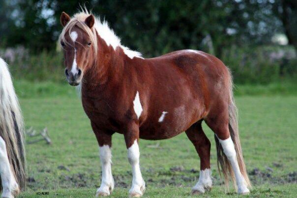 Shetlænder Fanny - Billede fra tidliger ejer billede 2
