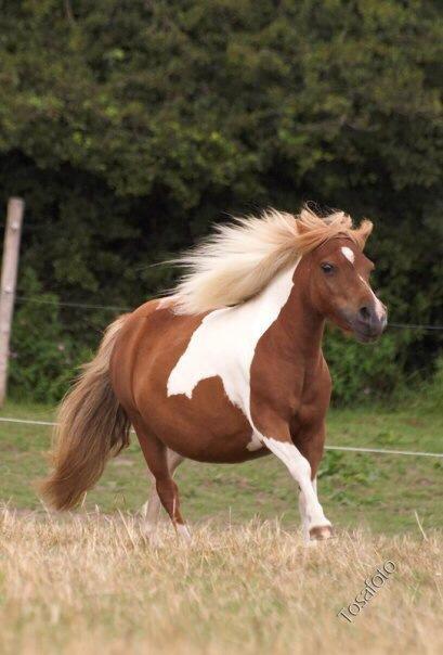 Shetlænder Fanny - billede fra tidliger ejer billede 3