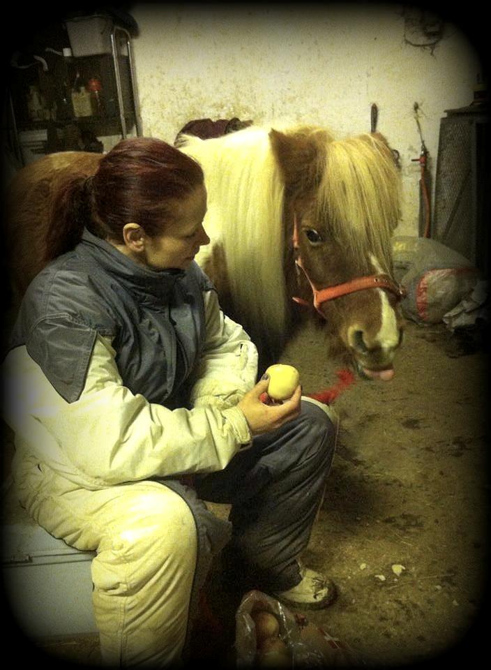 Shetlænder Fanny - Fanny og Janni et par dage efter jeg havde fået dem hjem billede 4