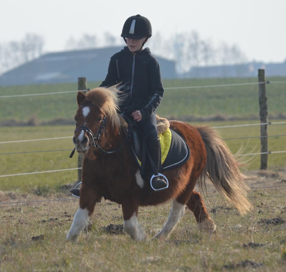 Shetlænder Fanny - Sebastian på Fanny for første gang billede 5