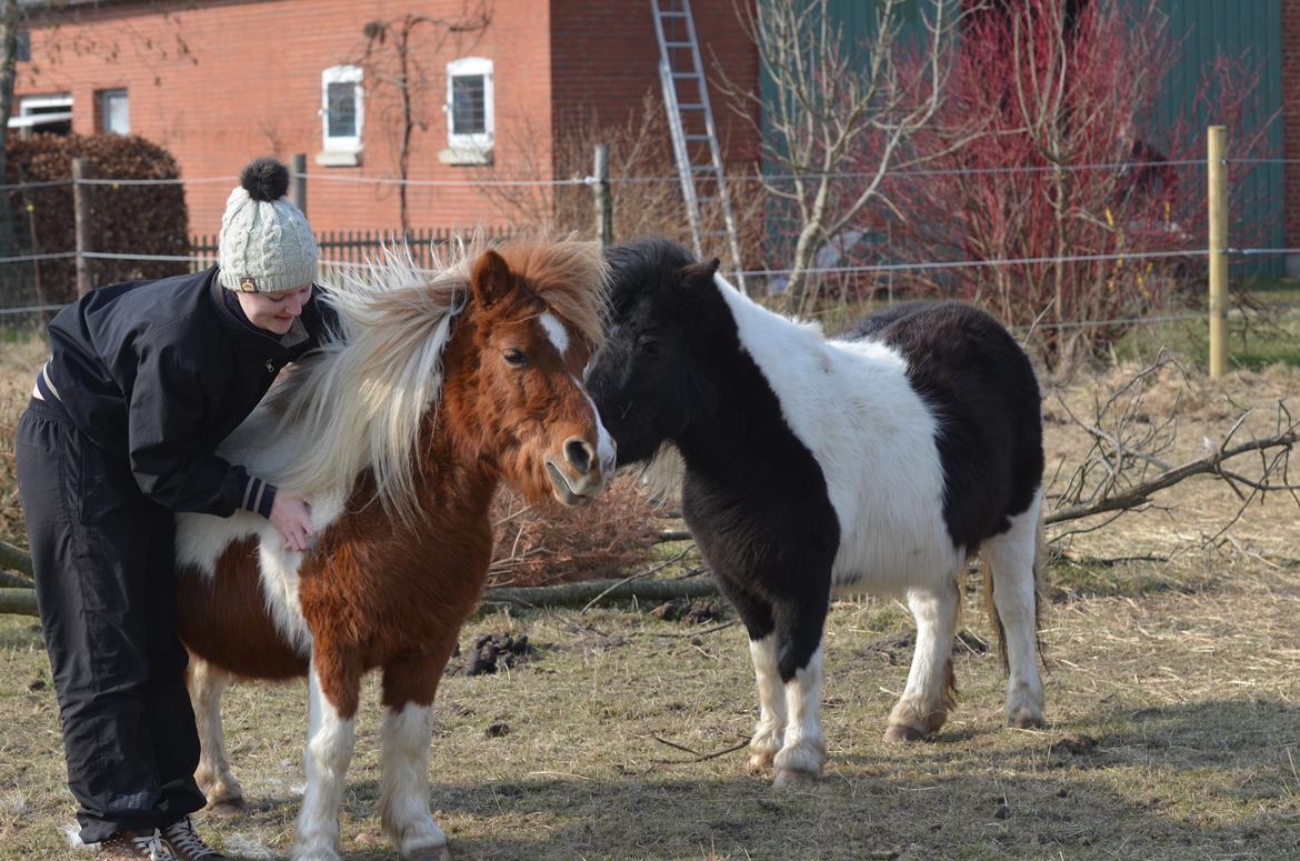 Shetlænder Fanny - Hygge på folden billede 7