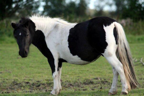Shetlænder Duchess (Dolly) - Billede fra tidliger ejer billede 1