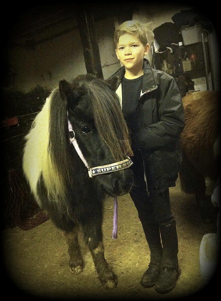 Shetlænder Duchess (Dolly) - Sebastian og Dolly et par dage efter jeg havde fået dem hjem billede 2