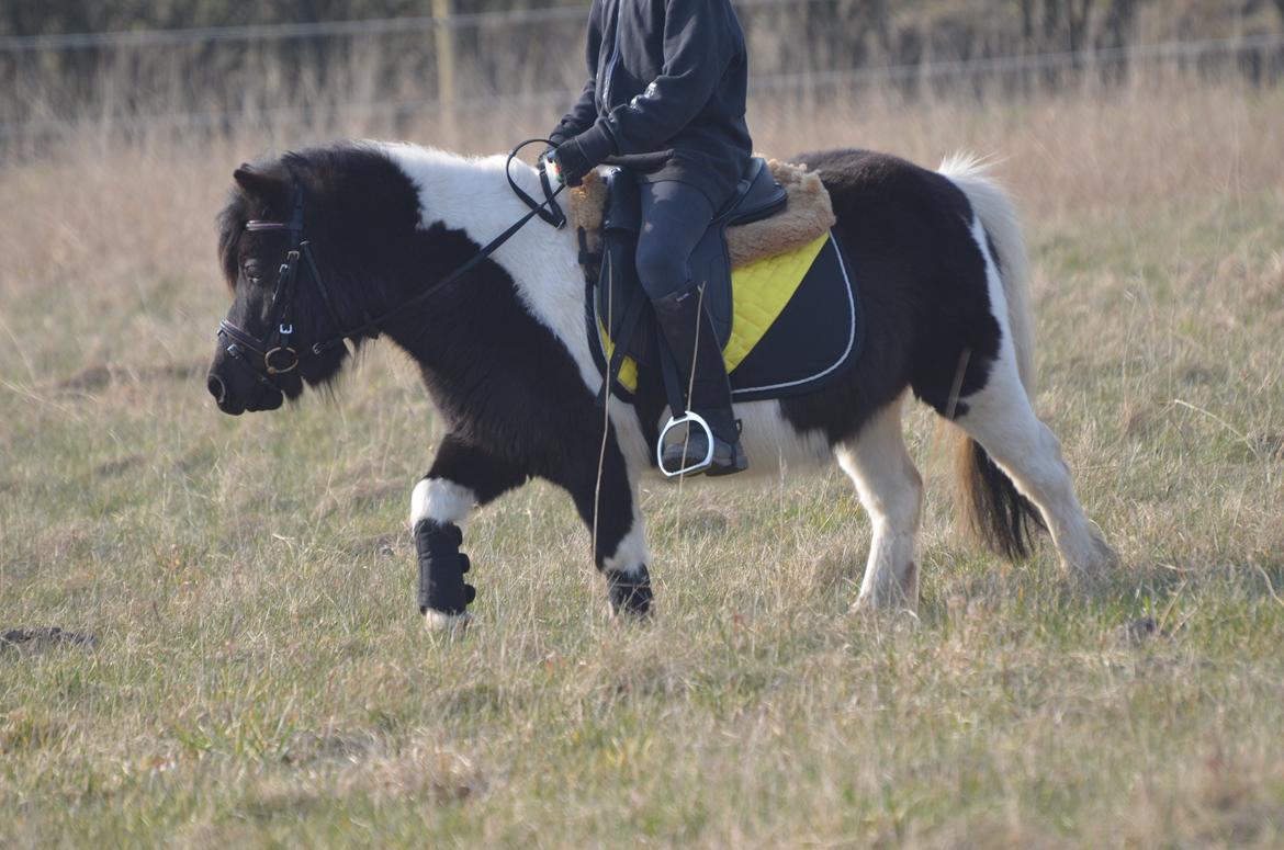 Shetlænder Duchess (Dolly) - Sebastian på Dolly for første gang. billede 4
