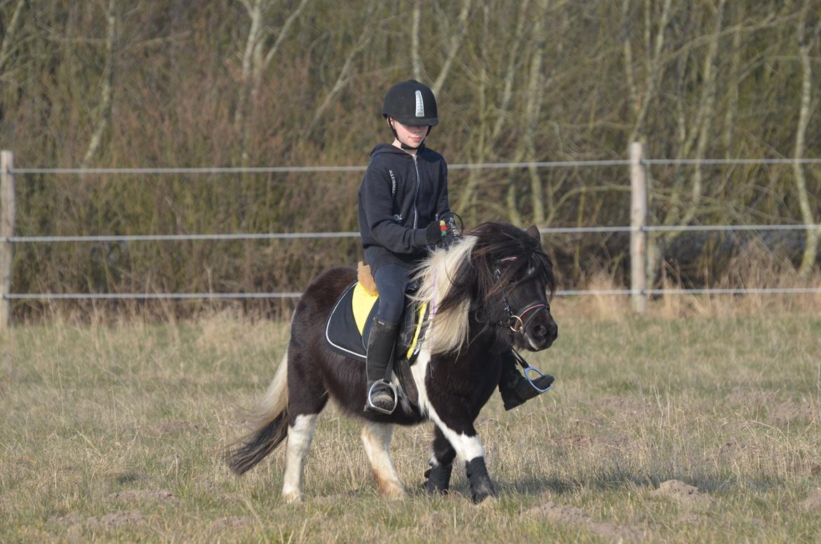 Shetlænder Duchess (Dolly) - Sebastian på Dolly for første gang billede 5