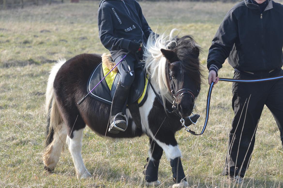 Shetlænder Duchess (Dolly) - Sebastian på Dolly for første gang billede 3