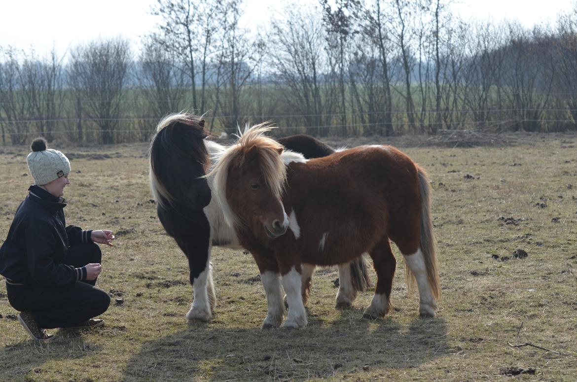 Shetlænder Duchess (Dolly) - Smukke Dolly med mor Fanny foran.  billede 7