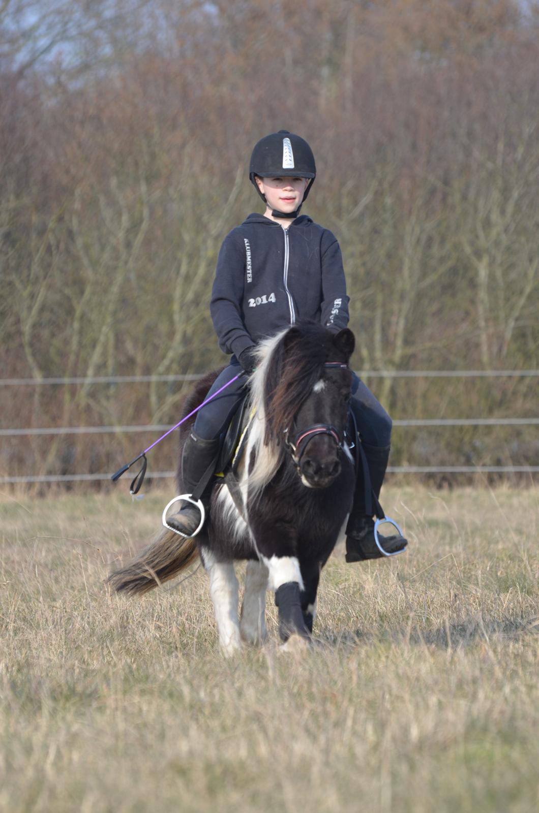 Shetlænder Duchess (Dolly) - Sebastian på Dolly for første gang billede 6