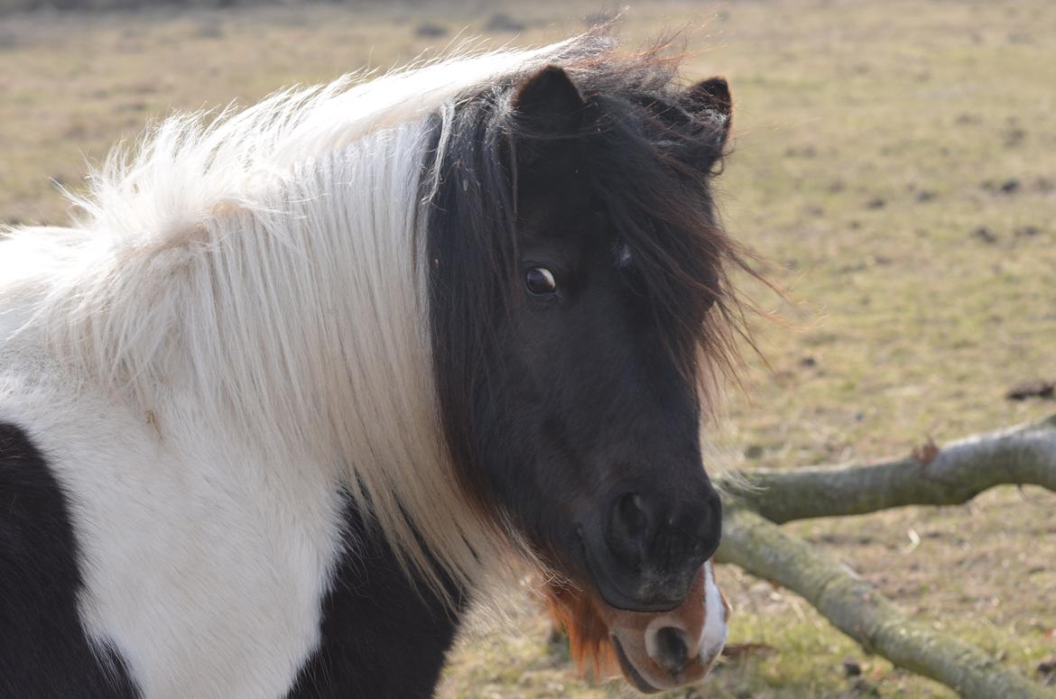 Shetlænder Duchess (Dolly) - Smukke Dolly billede 8