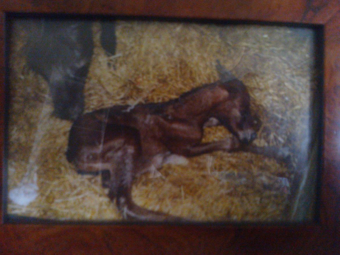 Anden særlig race No Body's Perfect  - Pølle som følle! <3 (nyfødt) billede 16