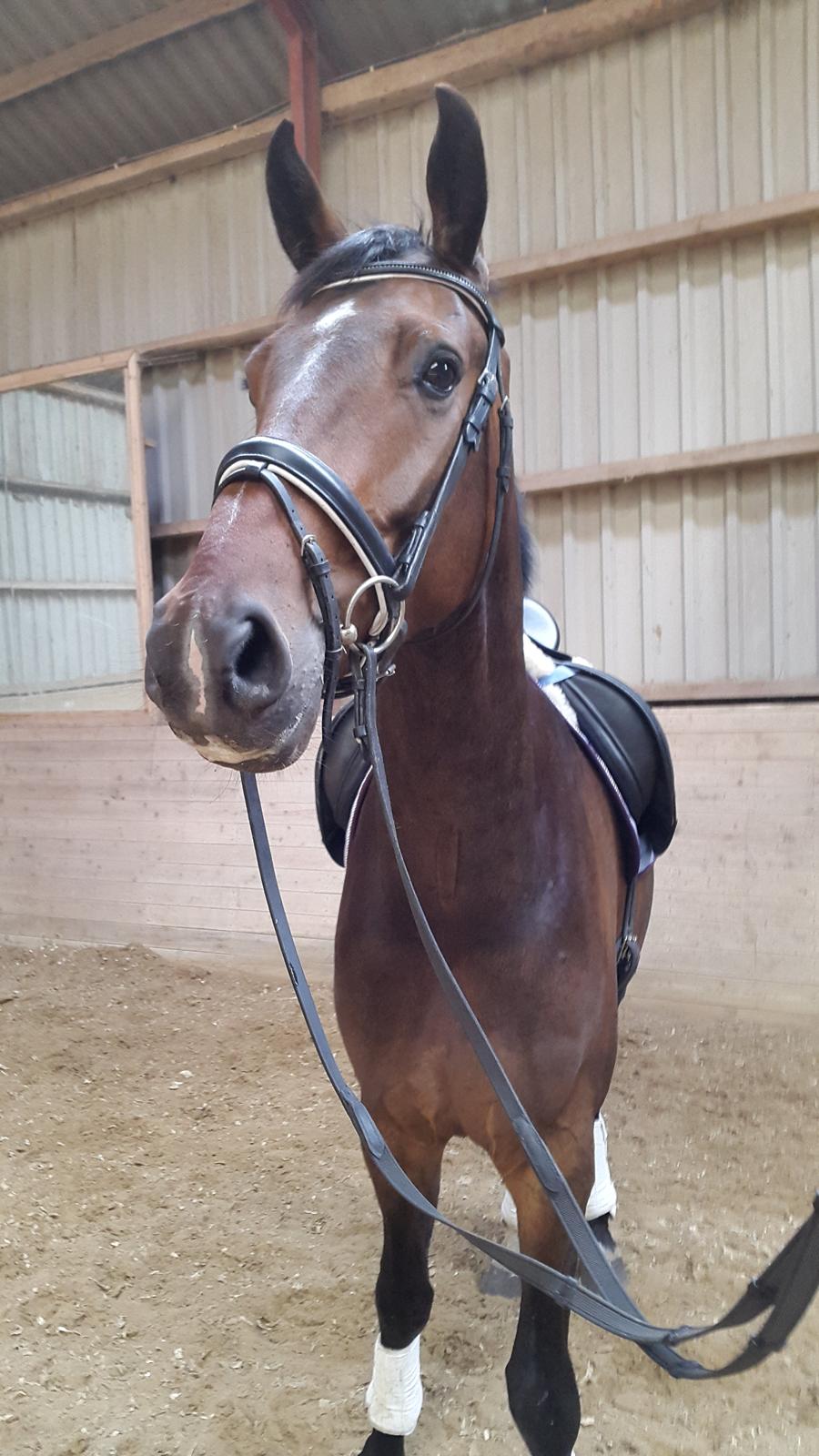 Dansk Varmblod Zucchero - Her er jeg !! :-) Marts 15  billede 8