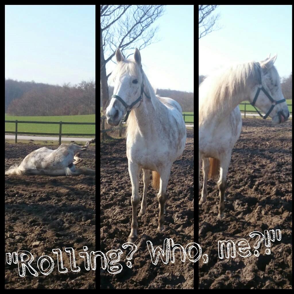 Anden særlig race Windrose's Athena billede 9