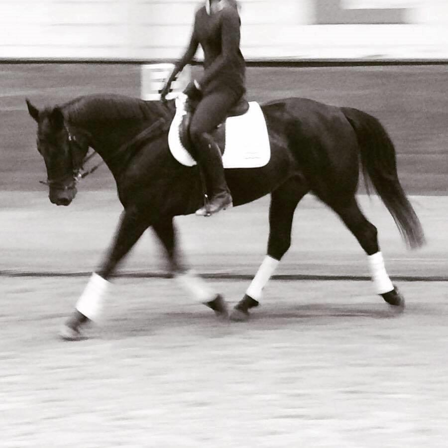 Anden særlig race Galgebakken's Samantha billede 4