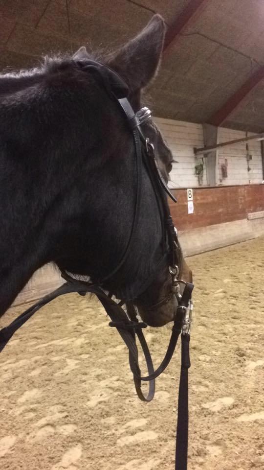 Anden særlig race Galgebakken's Samantha billede 8