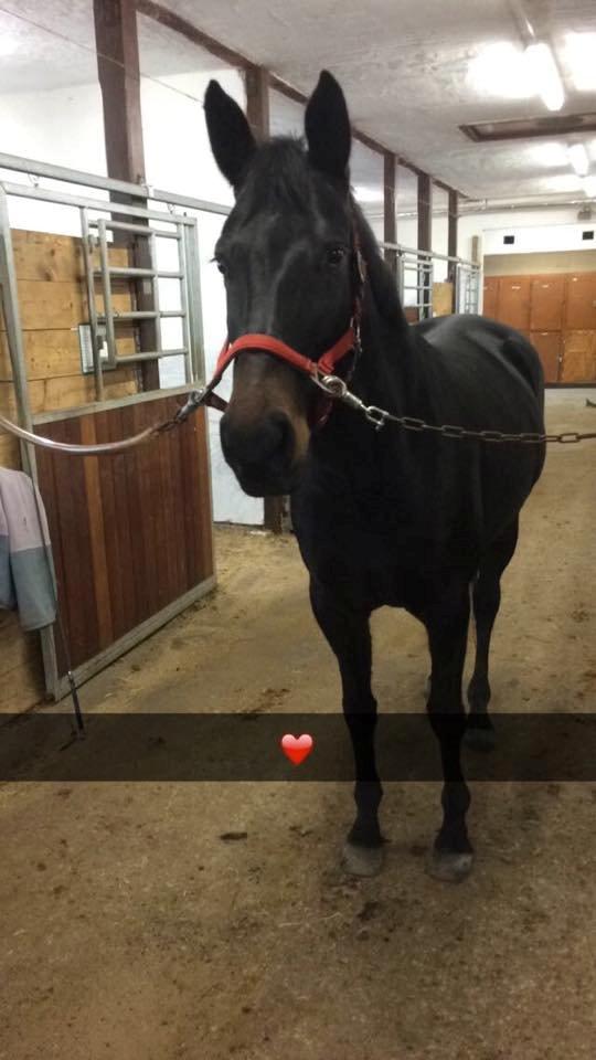 Anden særlig race Galgebakken's Samantha billede 9