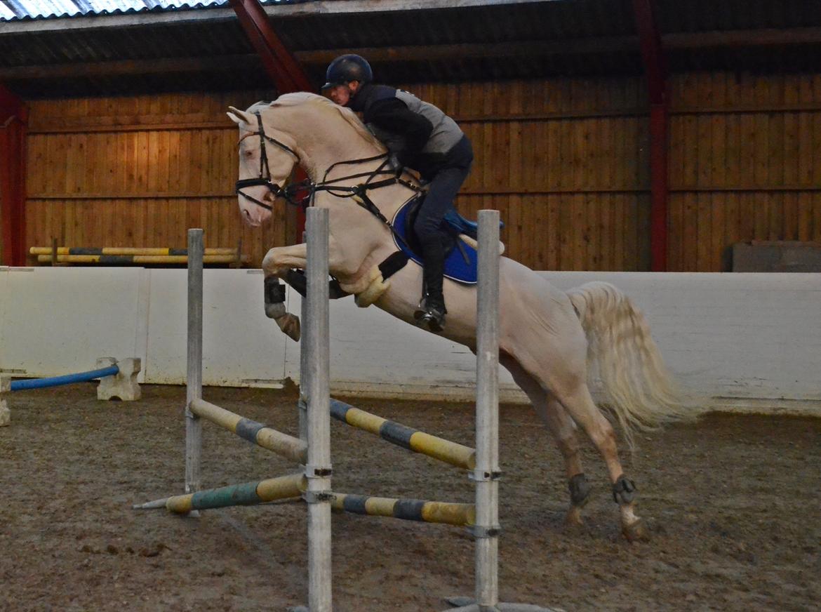 Palomino Stensgaardens cavanoux (EU Hingst) - Spring d. 19/3  billede 24