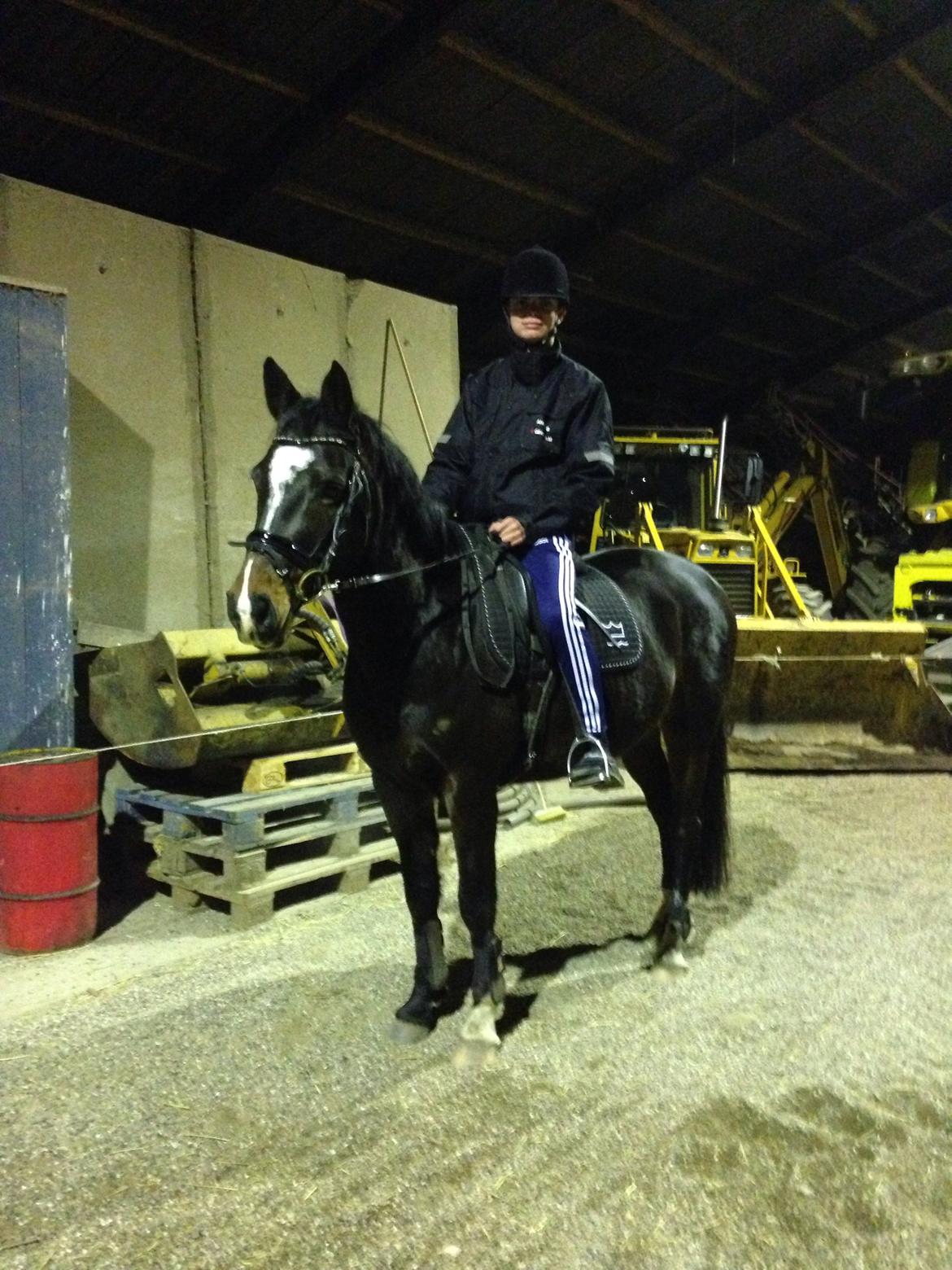 Dansk Varmblod Akilina L - Kæresten og Aki!❤️ billede 10