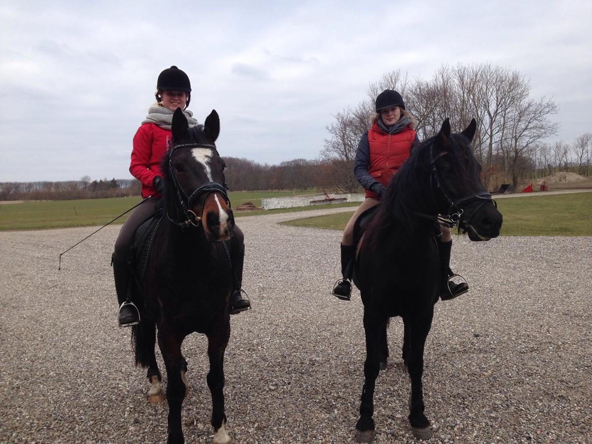 Dansk Varmblod Akilina L - Aki's første lang tur sammen med Sif og Shemira!❤️😘 10 km!😘 billede 11