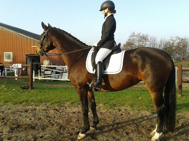 Dansk Varmblod Astoria - 1/11 2014: LD2 internt stævne 5. plads. Første stævne i over 4 år. Kiggede selvfølgelig men var cool :) billede 20