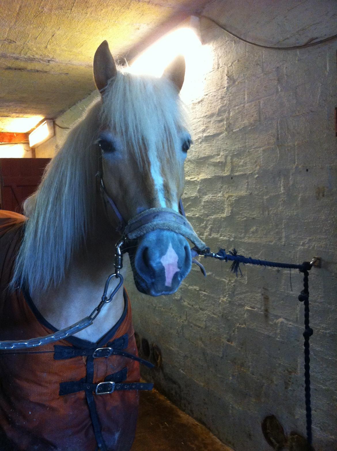 Haflinger Walmue (Muhh) billede 9